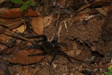 Бразилия, самостоятельные путешествия, часть 2. Манаус, Амазонка, джунгли