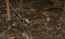 Бразилия, самостоятельные путешествия, часть 2. Манаус, Амазонка, джунгли