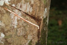 Бразилия, самостоятельные путешествия, часть 2. Манаус, Амазонка, джунгли