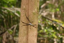 Бразилия, самостоятельные путешествия, часть 2. Манаус, Амазонка, джунгли