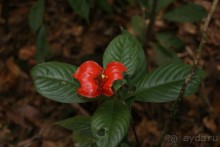 Бразилия, самостоятельные путешествия, часть 2. Манаус, Амазонка, джунгли