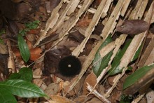 Бразилия, самостоятельные путешествия, часть 2. Манаус, Амазонка, джунгли