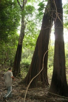 Бразилия, самостоятельные путешествия, часть 2. Манаус, Амазонка, джунгли
