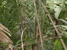 Бразилия, самостоятельные путешествия, часть 2. Манаус, Амазонка, джунгли