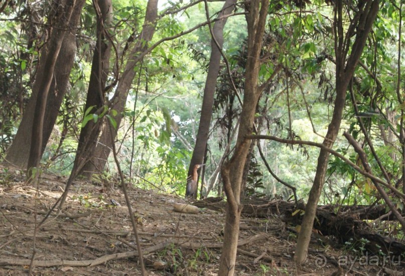 Бразилия, самостоятельные путешествия, часть 2. Манаус, Амазонка, джунгли