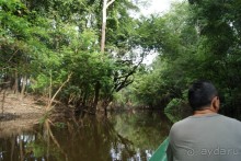 Бразилия, самостоятельные путешествия, часть 2. Манаус, Амазонка, джунгли