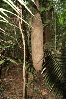 Бразилия, самостоятельные путешествия, часть 2. Манаус, Амазонка, джунгли