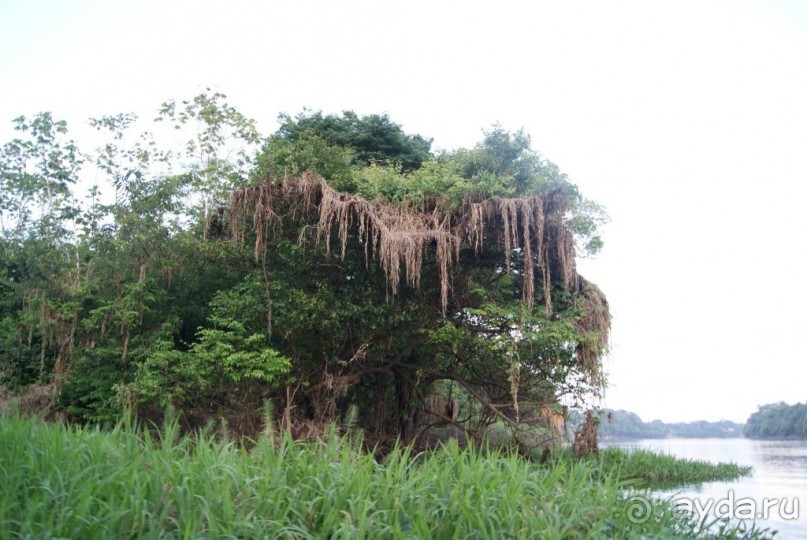 Бразилия, самостоятельные путешествия, часть 2. Манаус, Амазонка, джунгли