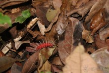 Бразилия, самостоятельные путешествия, часть 2. Манаус, Амазонка, джунгли