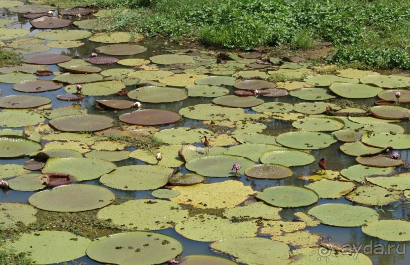 Бразилия, самостоятельные путешествия, часть 2. Манаус, Амазонка, джунгли