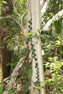 Бразилия, самостоятельные путешествия, часть 2. Манаус, Амазонка, джунгли