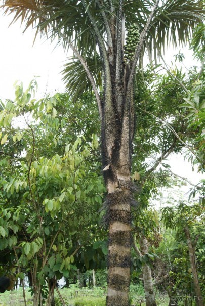 Бразилия, самостоятельные путешествия, часть 2. Манаус, Амазонка, джунгли