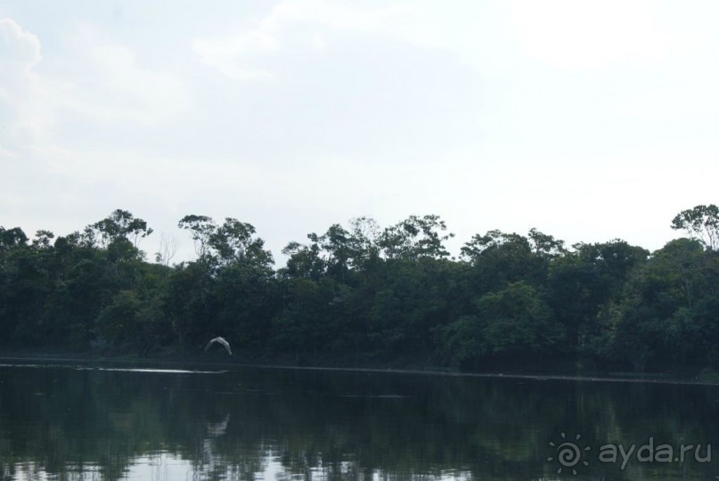 Бразилия, самостоятельные путешествия, часть 2. Манаус, Амазонка, джунгли