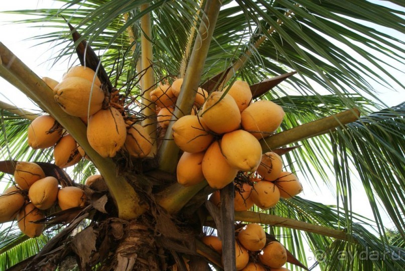 Бразилия, самостоятельные путешествия, часть 2. Манаус, Амазонка, джунгли