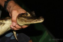 Бразилия, самостоятельные путешествия, часть 2. Манаус, Амазонка, джунгли