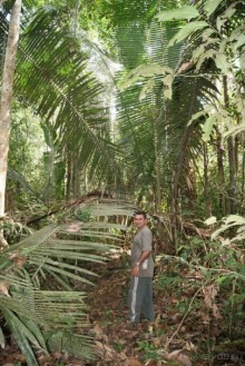 Бразилия, самостоятельные путешествия, часть 2. Манаус, Амазонка, джунгли