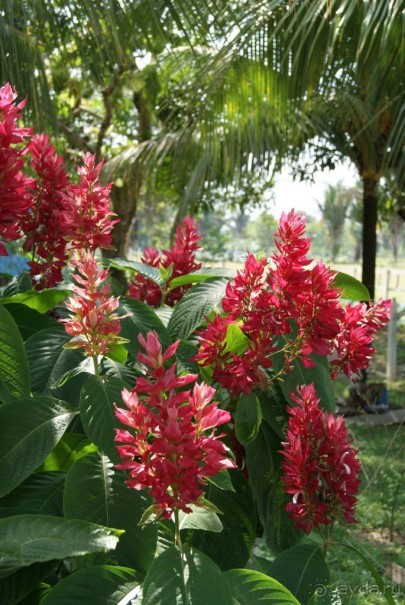 Бразилия, самостоятельные путешествия, часть 2. Манаус, Амазонка, джунгли