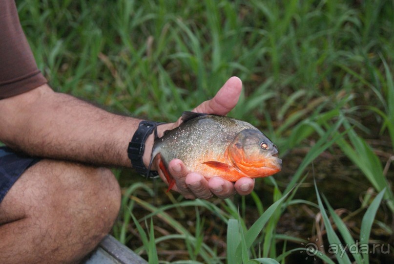 Бразилия, самостоятельные путешествия, часть 2. Манаус, Амазонка, джунгли
