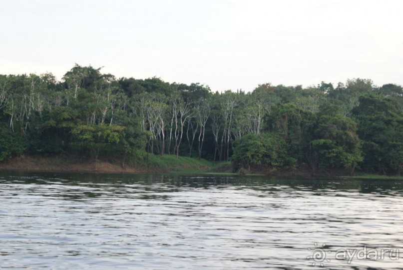 Бразилия, самостоятельные путешествия, часть 2. Манаус, Амазонка, джунгли