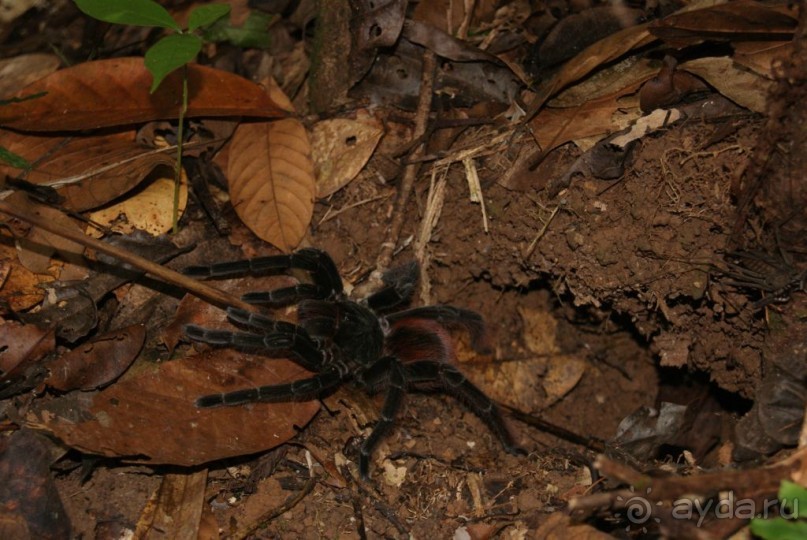 Бразилия, самостоятельные путешествия, часть 2. Манаус, Амазонка, джунгли
