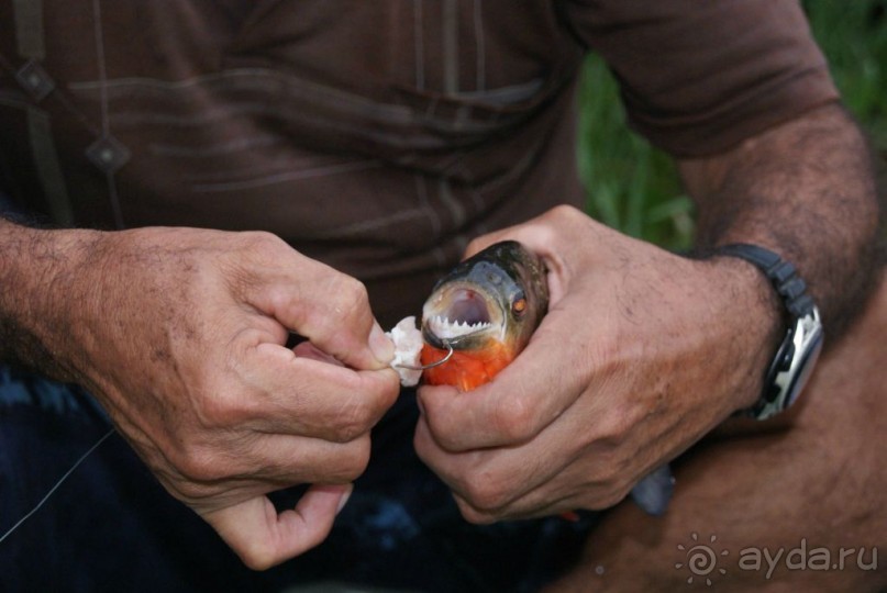 Бразилия, самостоятельные путешествия, часть 2. Манаус, Амазонка, джунгли