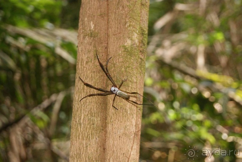 Бразилия, самостоятельные путешествия, часть 2. Манаус, Амазонка, джунгли