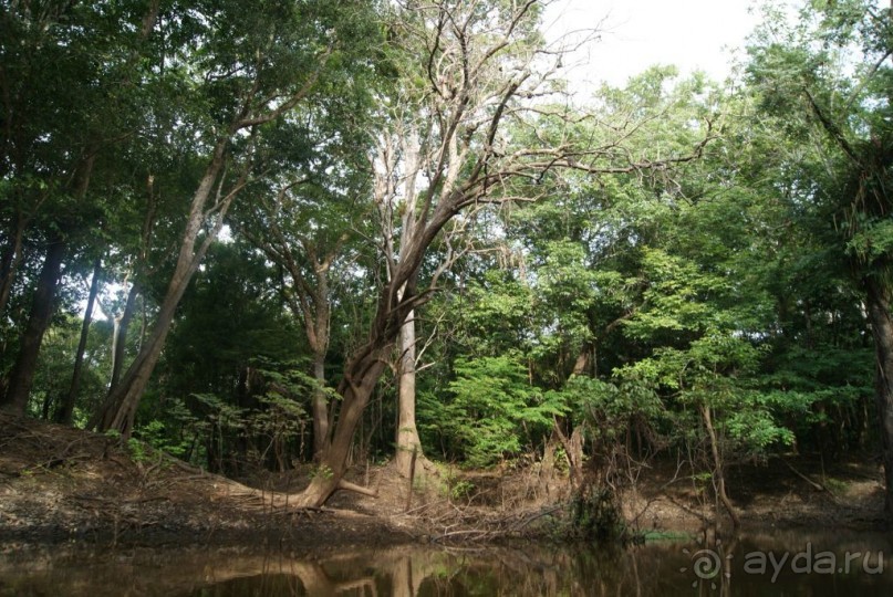 Бразилия, самостоятельные путешествия, часть 2. Манаус, Амазонка, джунгли