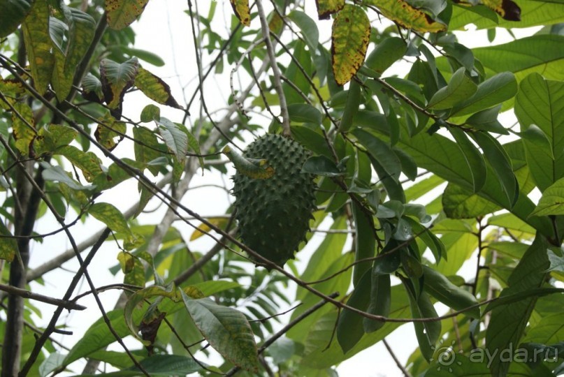 Бразилия, самостоятельные путешествия, часть 2. Манаус, Амазонка, джунгли