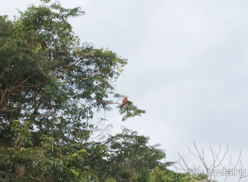 Бразилия, самостоятельные путешествия, часть 2. Манаус, Амазонка, джунгли