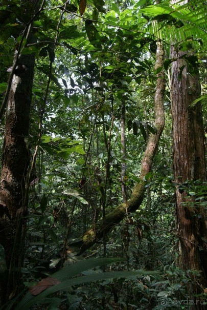 Бразилия, самостоятельные путешествия, часть 2. Манаус, Амазонка, джунгли