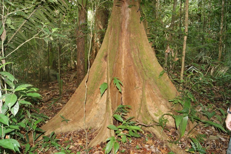 Бразилия, самостоятельные путешествия, часть 2. Манаус, Амазонка, джунгли