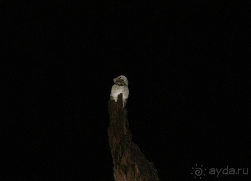 Бразилия, самостоятельные путешествия, часть 2. Манаус, Амазонка, джунгли