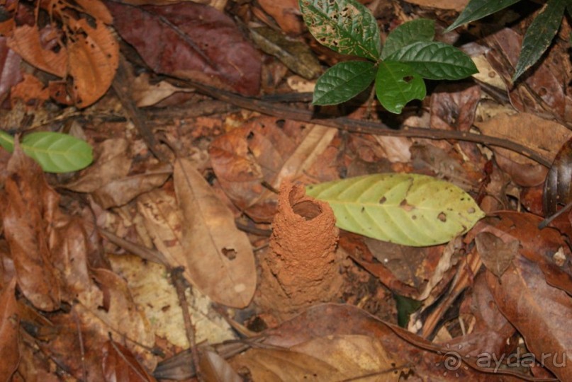 Бразилия, самостоятельные путешествия, часть 2. Манаус, Амазонка, джунгли