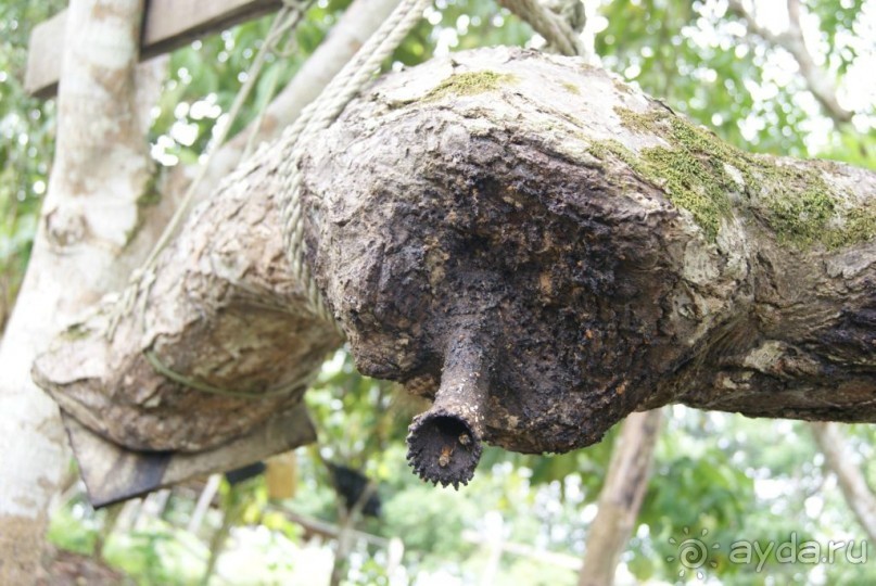 Бразилия, самостоятельные путешествия, часть 2. Манаус, Амазонка, джунгли
