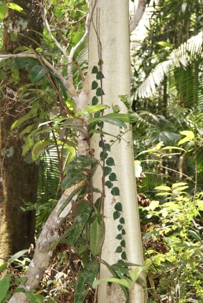 Бразилия, самостоятельные путешествия, часть 2. Манаус, Амазонка, джунгли