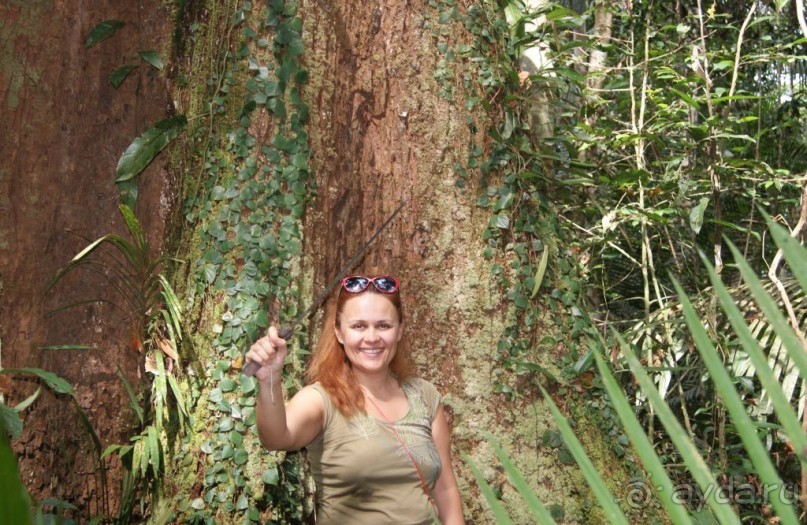 Бразилия, самостоятельные путешествия, часть 2. Манаус, Амазонка, джунгли