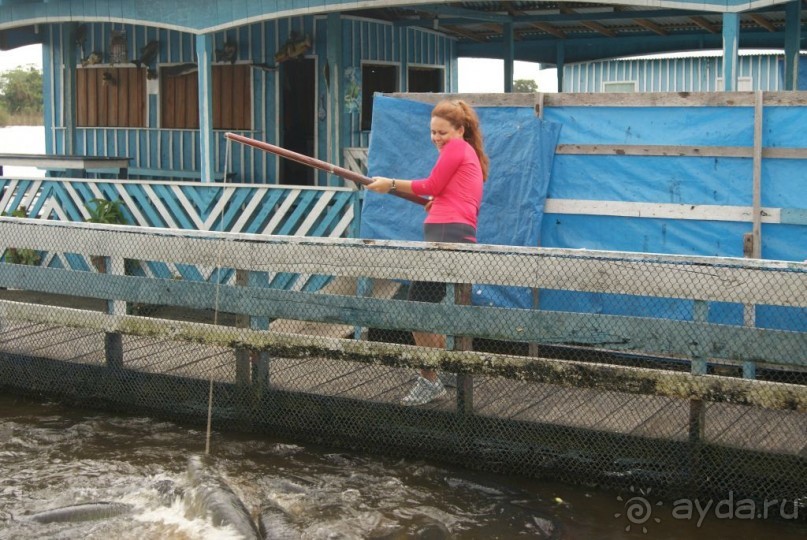 Бразилия, самостоятельные путешествия, часть 2. Манаус, Амазонка, джунгли