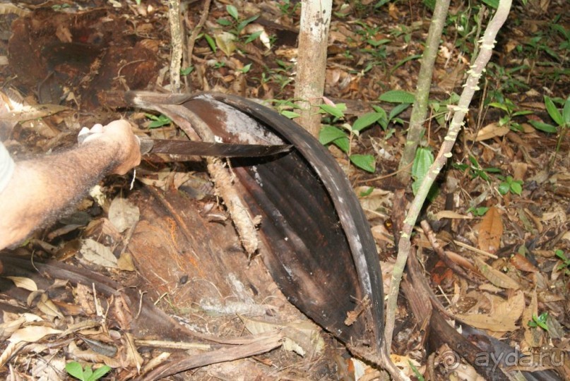 Бразилия, самостоятельные путешествия, часть 2. Манаус, Амазонка, джунгли