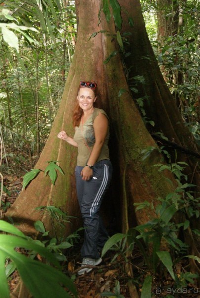 Бразилия, самостоятельные путешествия, часть 2. Манаус, Амазонка, джунгли