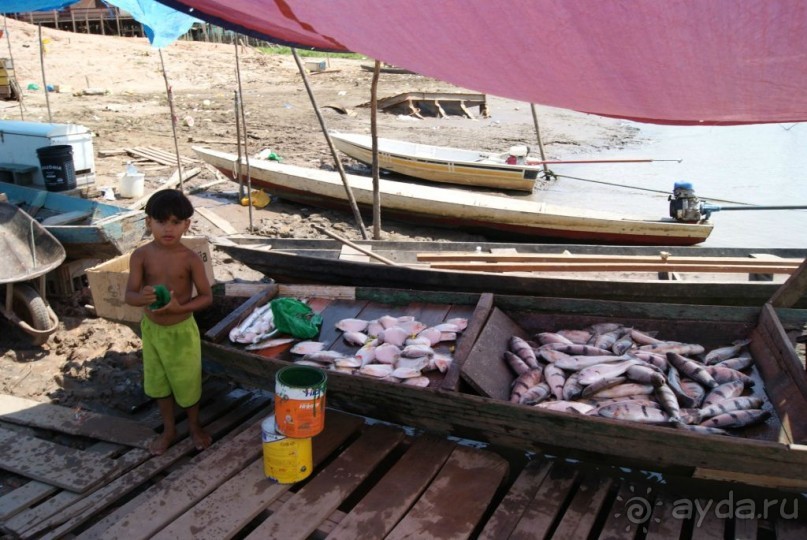 Бразилия, самостоятельные путешествия, часть 2. Манаус, Амазонка, джунгли