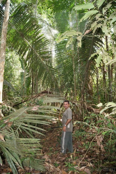 Бразилия, самостоятельные путешествия, часть 2. Манаус, Амазонка, джунгли