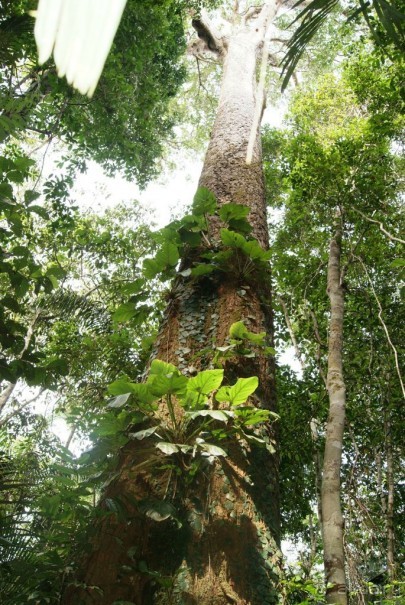 Бразилия, самостоятельные путешествия, часть 2. Манаус, Амазонка, джунгли