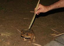 фото Dolphin Lodge