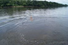 фото Dolphin Lodge