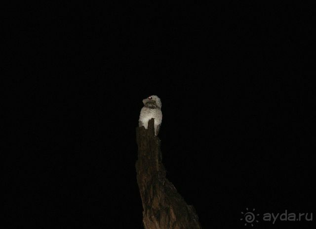 в джунглях Амазонки