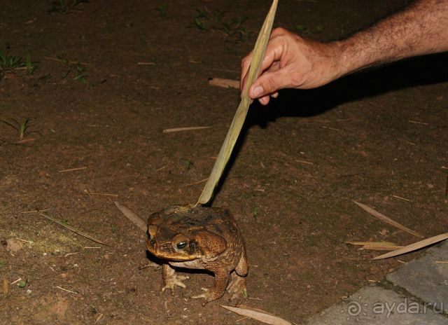 в джунглях Амазонки