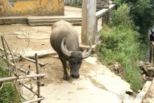 Самостоятельное путешествие по Вьетнаму и Камбодже.