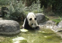 Самостоятельный осмотр достопримечательностей Вены, поездка в Братиславу и лечебный отдых в Венгрии