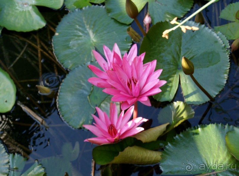 Самостоятельный осмотр достопримечательностей Вены, поездка в Братиславу и лечебный отдых в Венгрии
