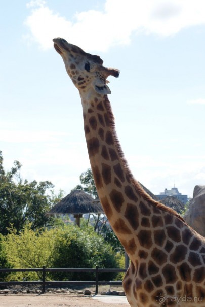 Зоопарк Торонго, Австралия